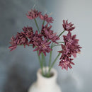 Purple Paper Astrance