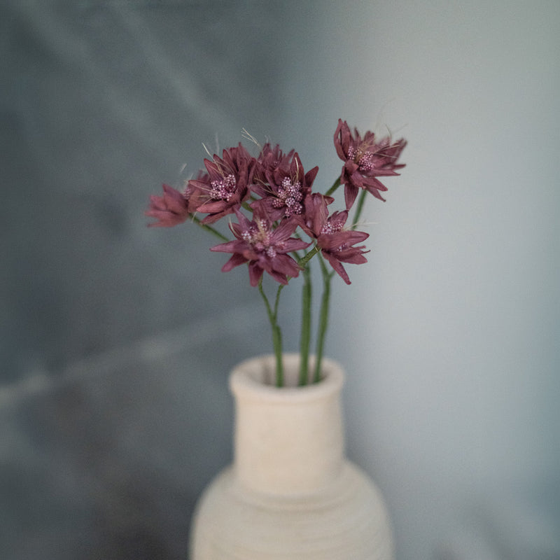 Purple Paper Astrance