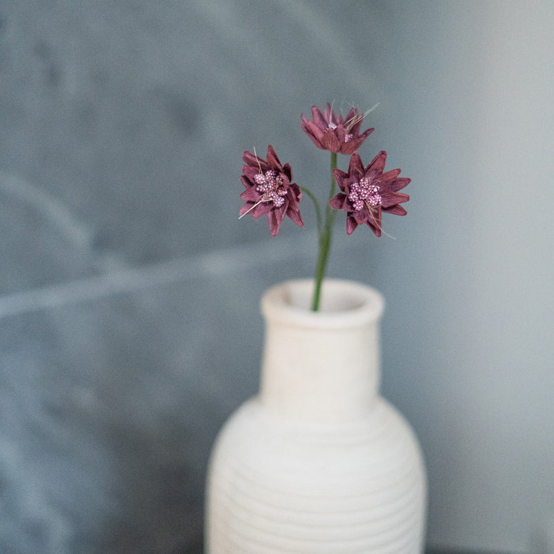 Purple Paper Astrance