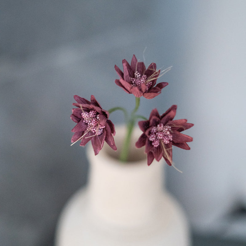 Purple Paper Astrance