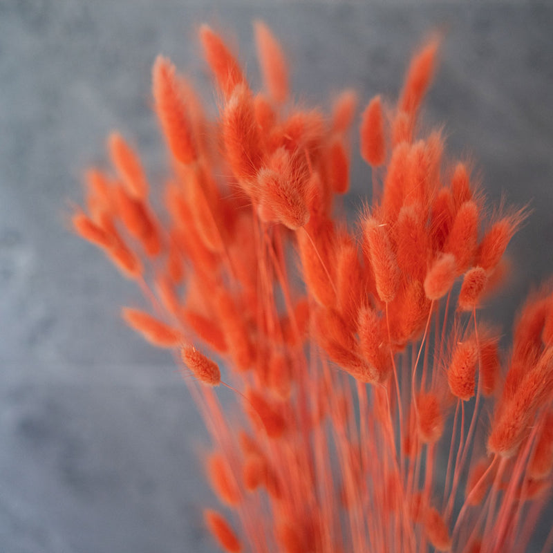 Botte Lagurus Orange