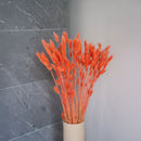 Botte Lagurus Orange