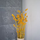 Botte Phalaris Jaune