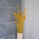 Botte Phalaris Jaune