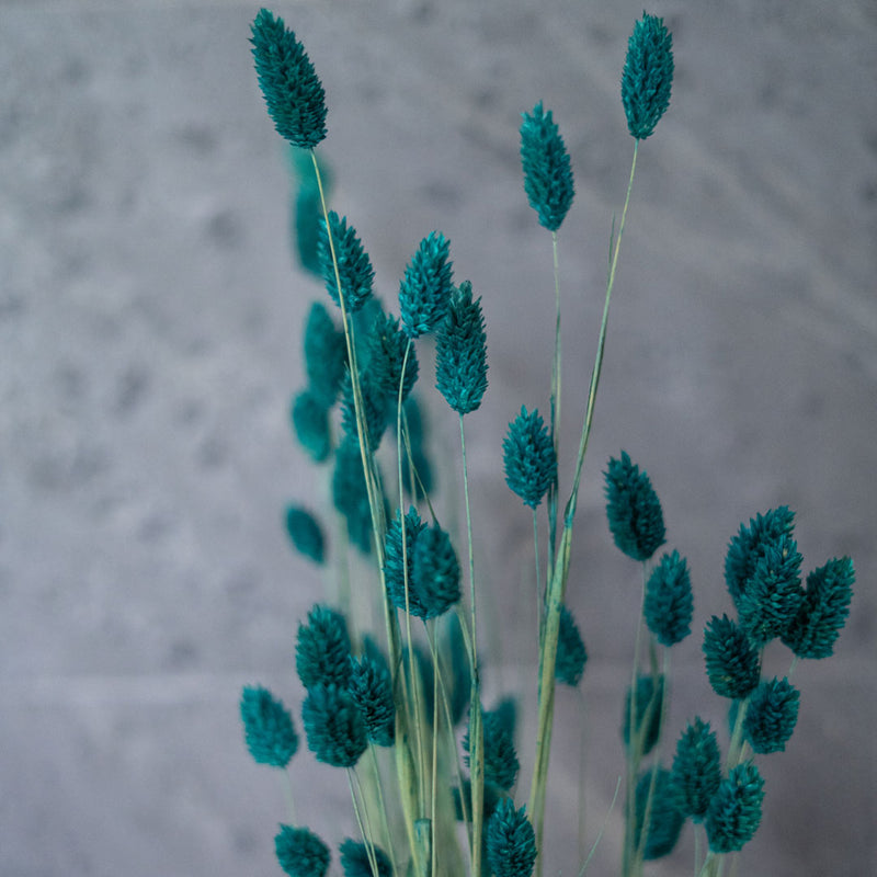 Botte Phalaris Vert émeraude