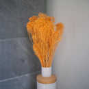 bottes de fleurs séchées flowrette colorée terracotta broombloom