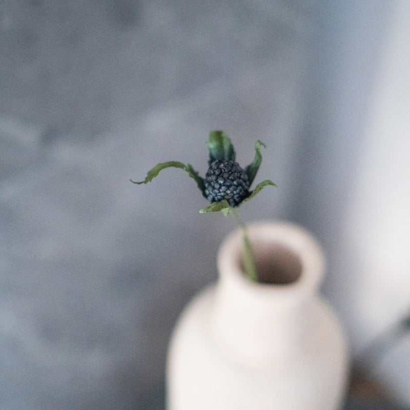 Panicaut thistle in turquoise blue paper