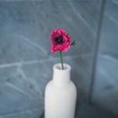 Anémona de papel fucsia pequeña