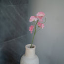 Guisantes de olor en papel rosa claro