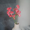 Guisantes de olor en papel rosa oscuro