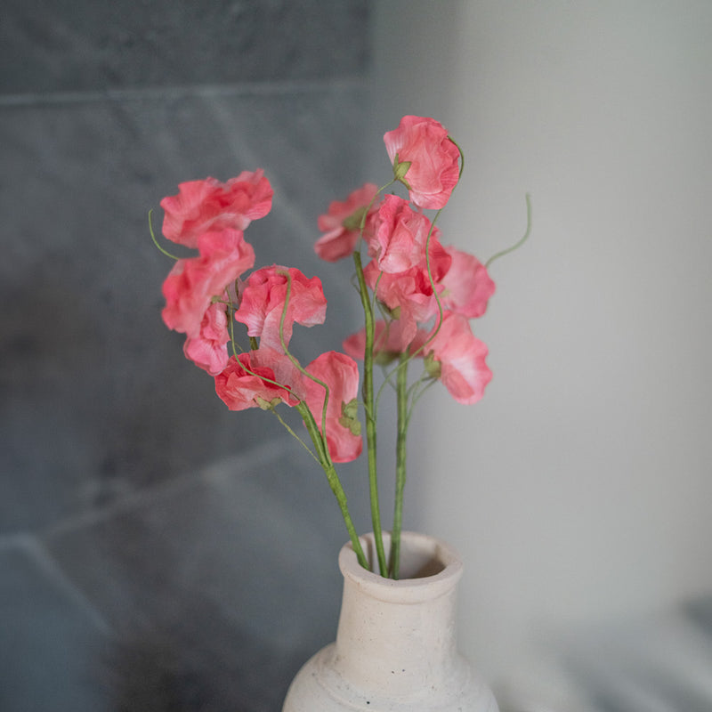 Guisantes de olor en papel rosa oscuro