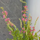 Sauge rose flowrette real touch 