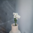 White paper fairy fan flower