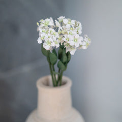 White paper fairy fan flower