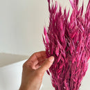 Botte fleurs séchées Avoine Bordeaux (Copy)