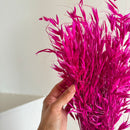 Botte fleurs séchées Avoine Magenta