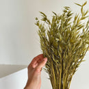 Botte fleurs séchées Avoine Vert olive