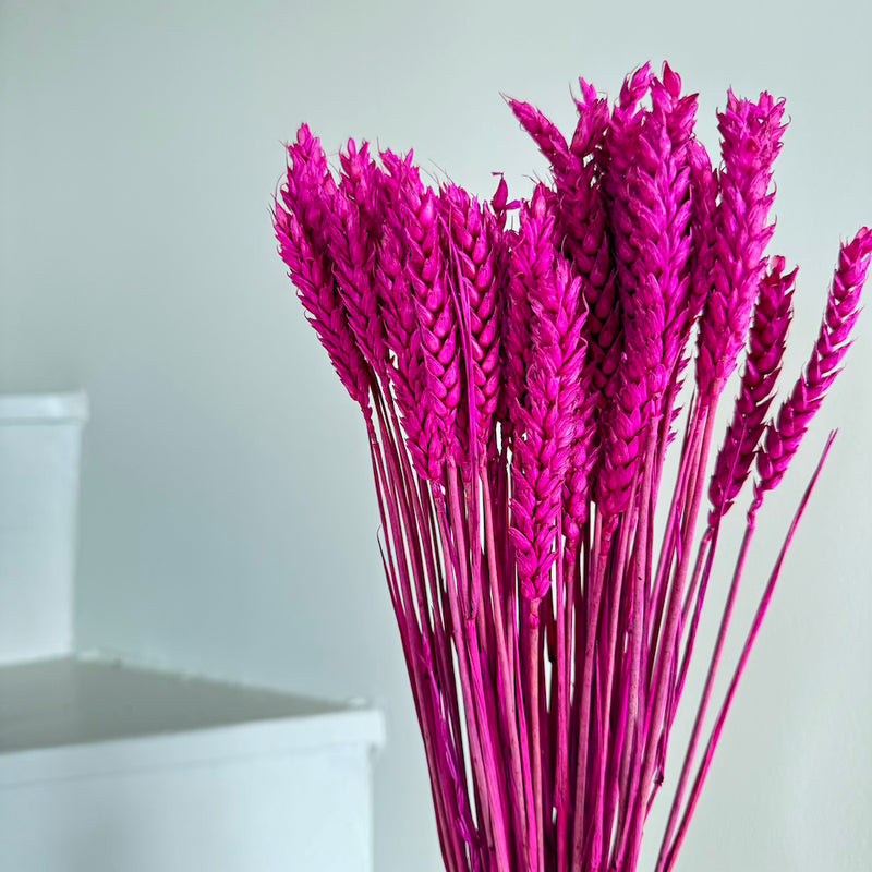 Botte fleurs séchées Blé Magenta