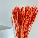 Botte fleurs séchées Blé Orange foncé