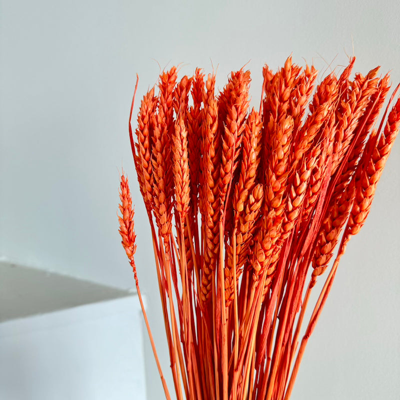 Botte fleurs séchées Blé Orange foncé
