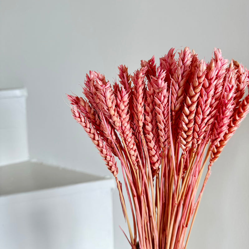 Botte fleurs séchées Blé Vieux rose