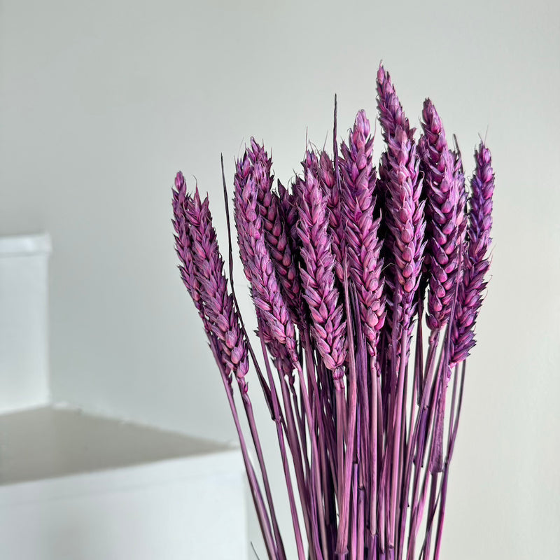 Botte fleurs séchées Blé Violet