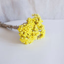 Bota inmortal amarilla