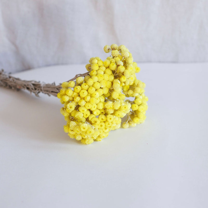 Bota inmortal amarilla