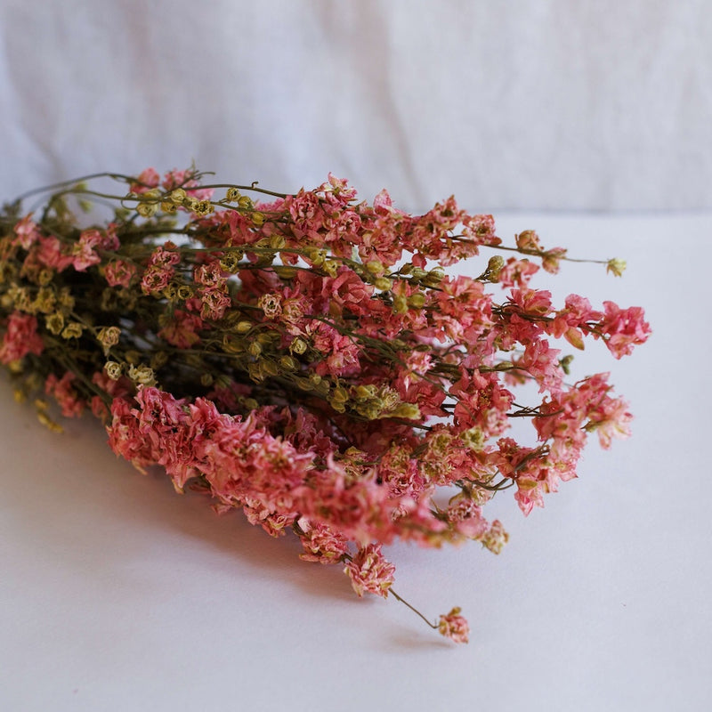 Bota de delfinio rosa