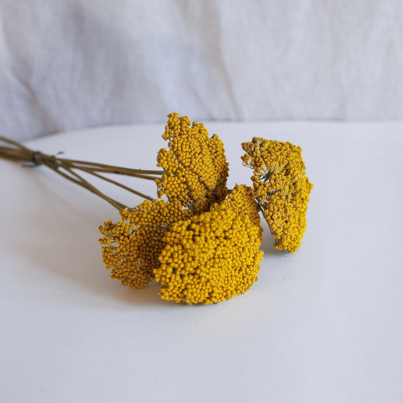 Botte Achillée jaune