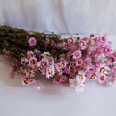 Botte de rhodante rose