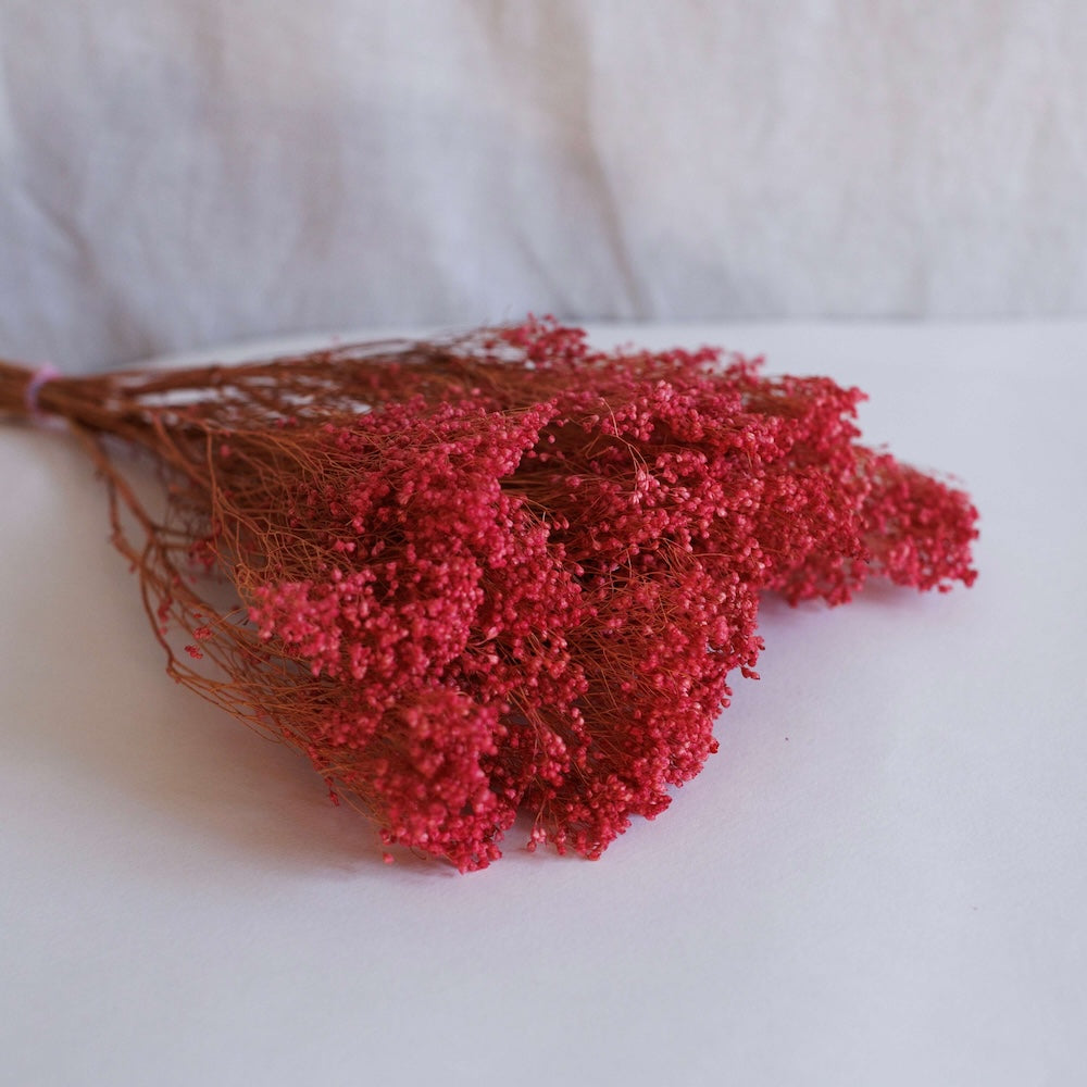 Escoba escoba bloom rosa