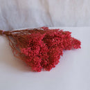 Escoba escoba bloom rosa