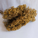 Escoba escoba floración natural