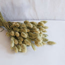 Bota de falaris natural