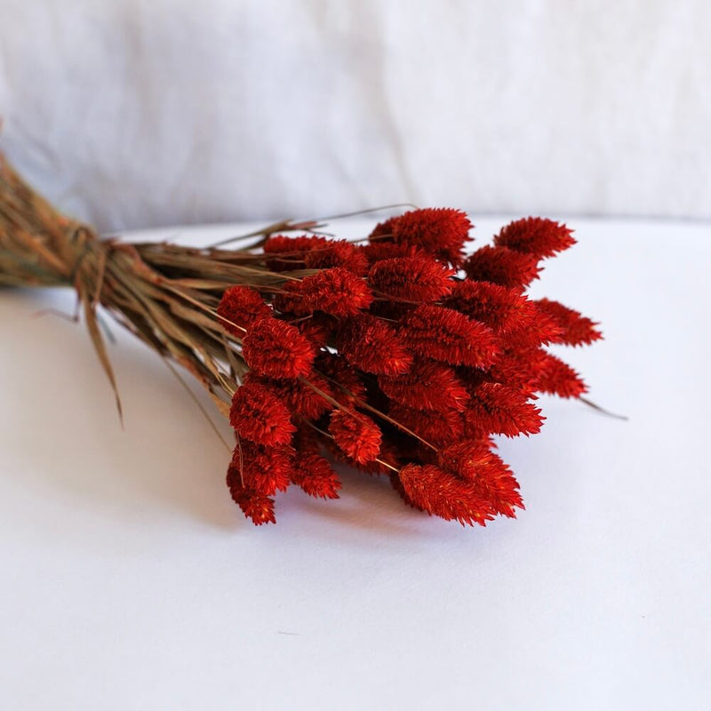 Red phalaris boot