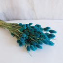 Gasolina de bota de Phalaris azul