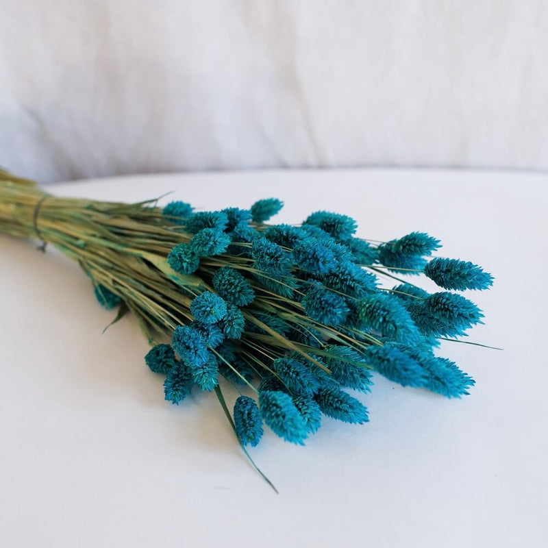 Gasolina de bota de Phalaris azul