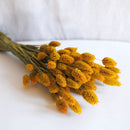 Safran phalaris boot