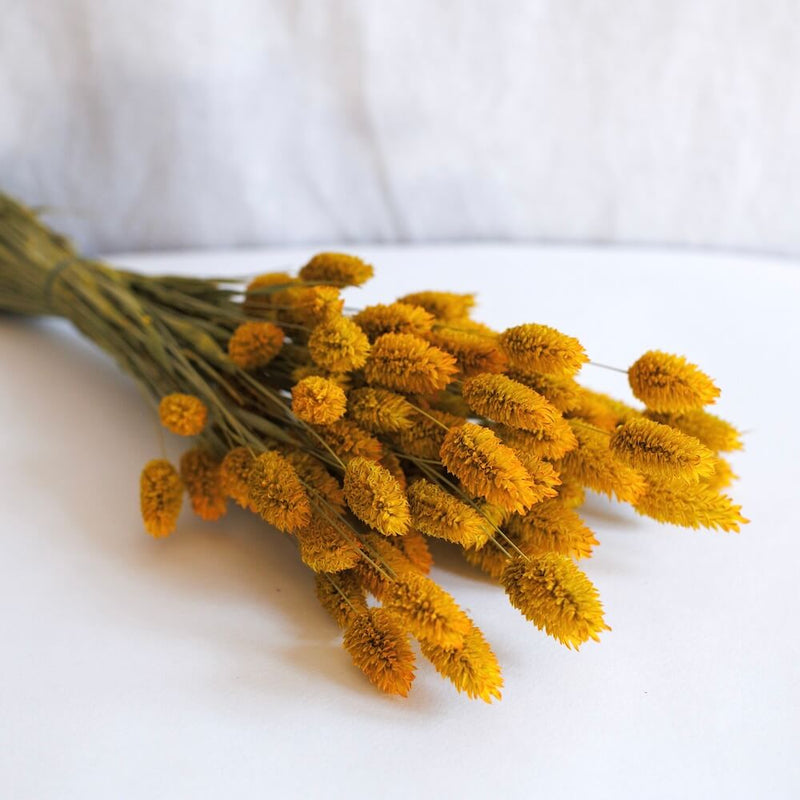 Safran phalaris boot