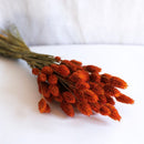 Bota de Phalaris naranja