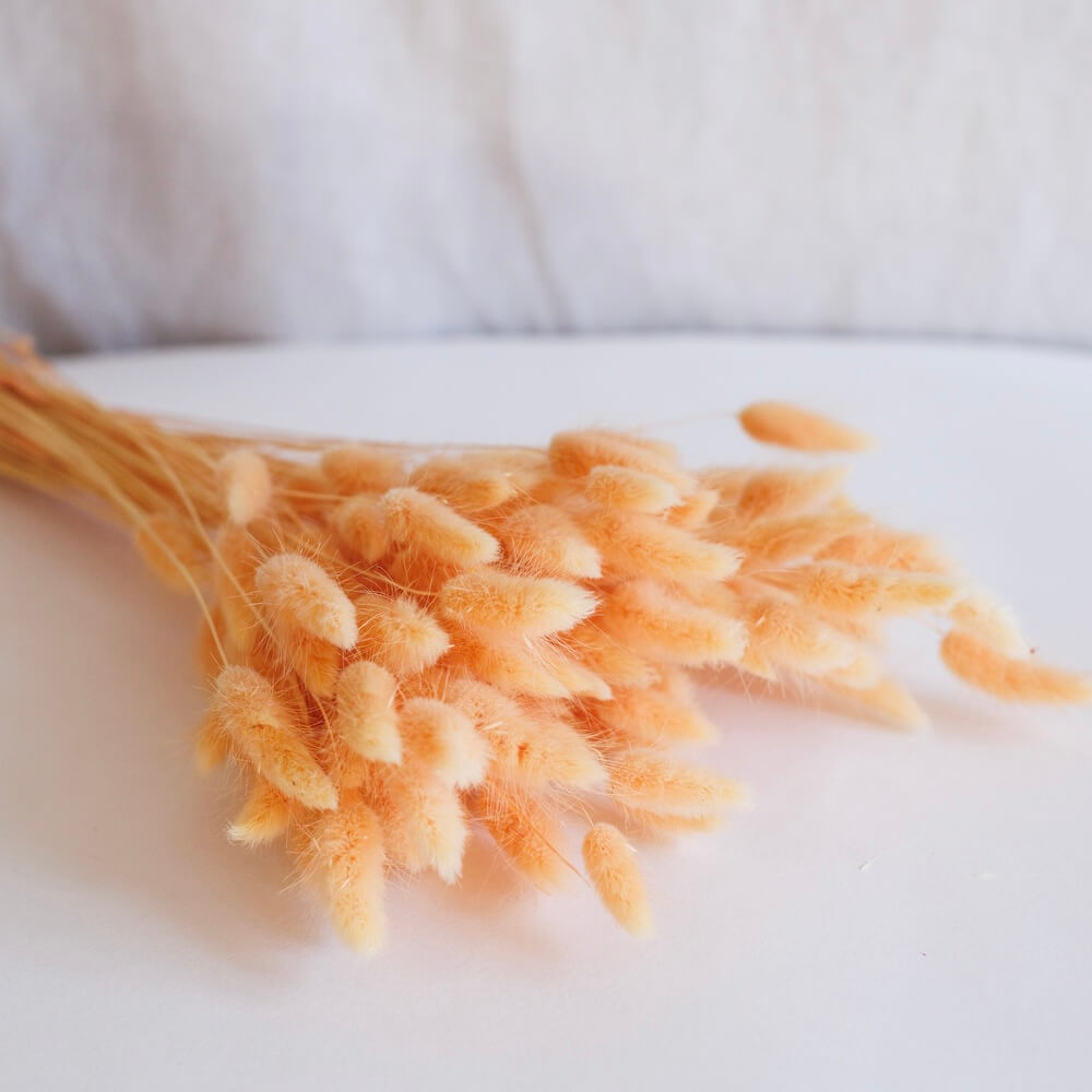 Botte lagurus pêche