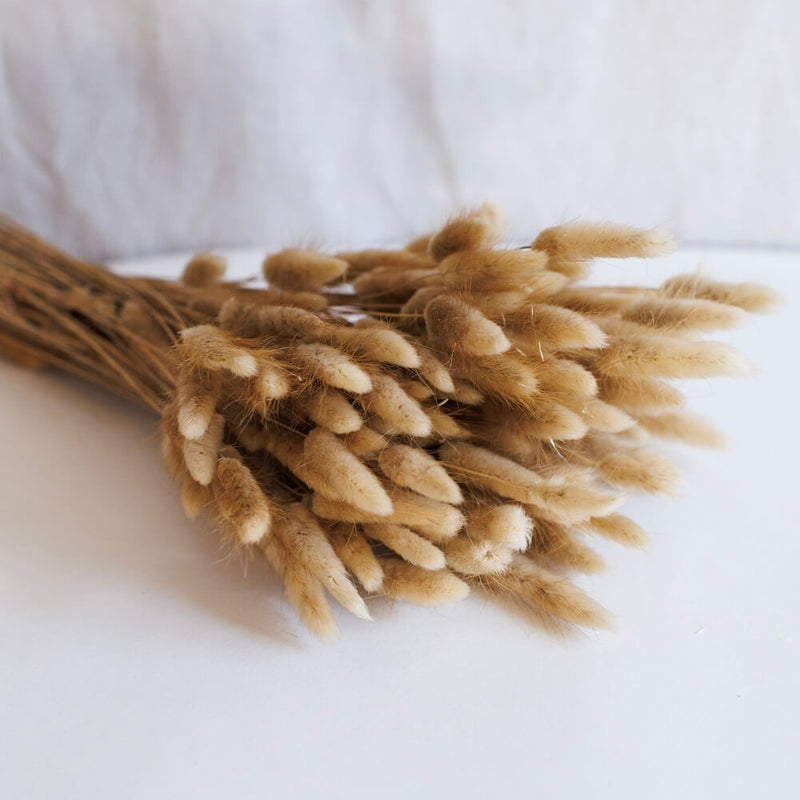 Botte Lagurus séchés naturels