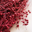 Botte fleurs séchées Lin Magenta