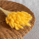 bottes-fleurs-sechees-flowrette-coloree-lagurus-jaune-clair