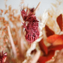 bouquet-fleurs-sechee