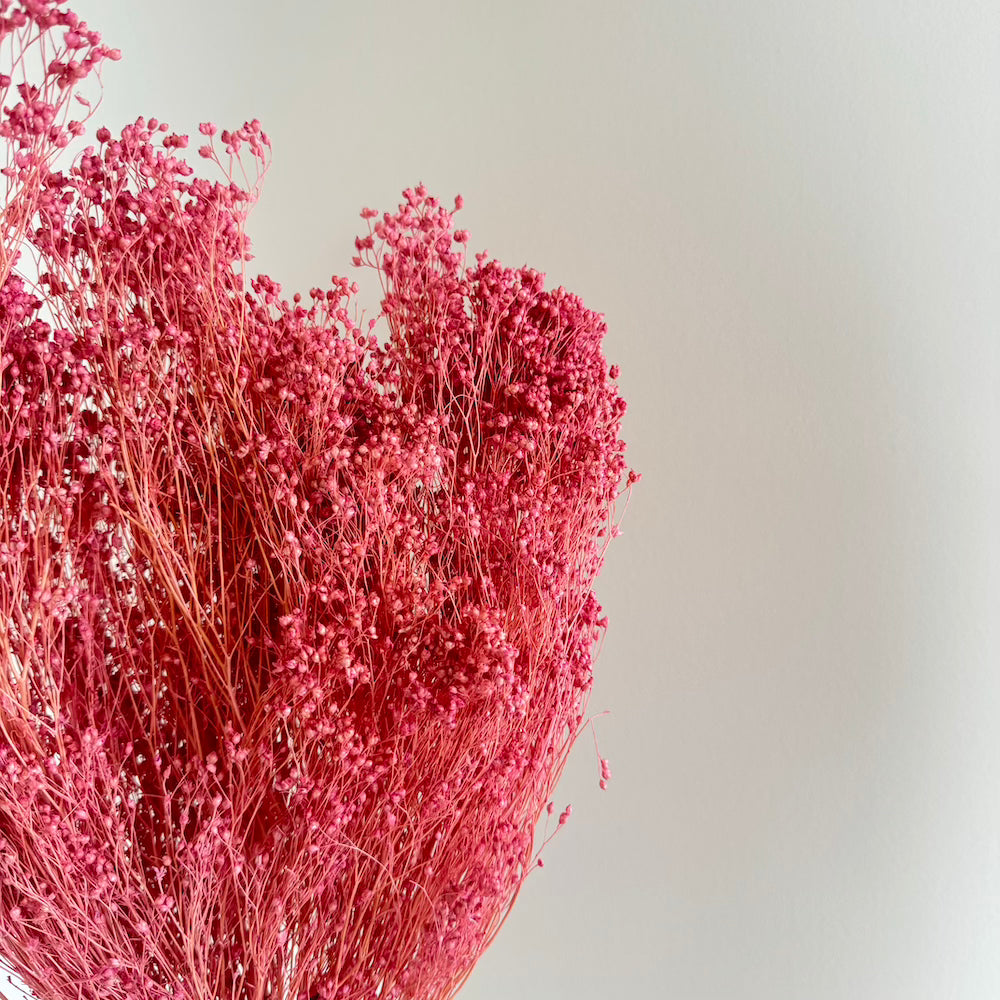 Botte fleurs séchées Broom bloom Lilas