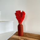 Botte fleurs séchées Broom bloom Orange foncé