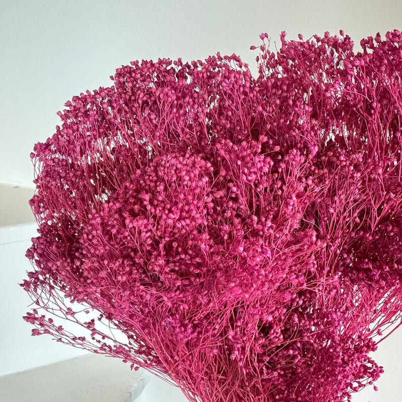 Botte fleurs séchées Broom bloom Violet