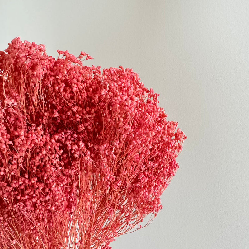 Botte fleurs séchées Broom bloom Vieux rose